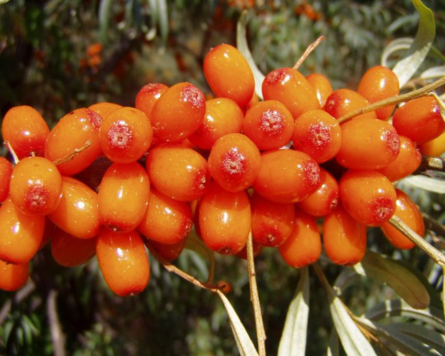 Useful properties of sea-buckthorn