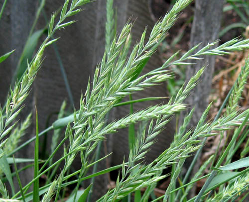 Useful properties of wheat grass. Recipes of traditional medicine