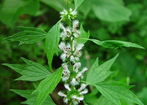 Useful properties of the motherwort