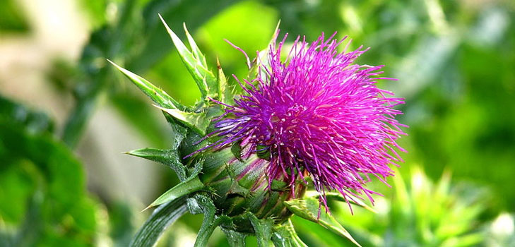 Useful properties of milk thistle; application of milk thistle for weight loss