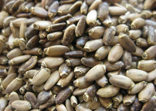 Useful properties of milk thistle; application of milk thistle for weight loss