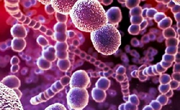 Preparations of bacterial origin