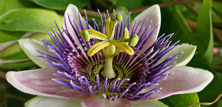 Application of passionflower in medicine (with photo)