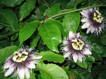 Application of passionflower in medicine (with photo)