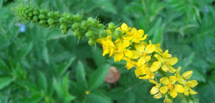 Medicinal remedy: use in folk medicine and contraindications