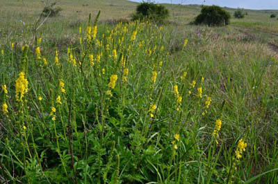 Medicinal remedy: use in folk medicine and contraindications