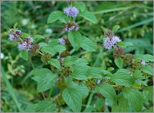 Motherwort in Pregnancy