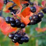 Properties of Chokeberry Ashberry