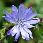 Properties of chicory Properties of chicory