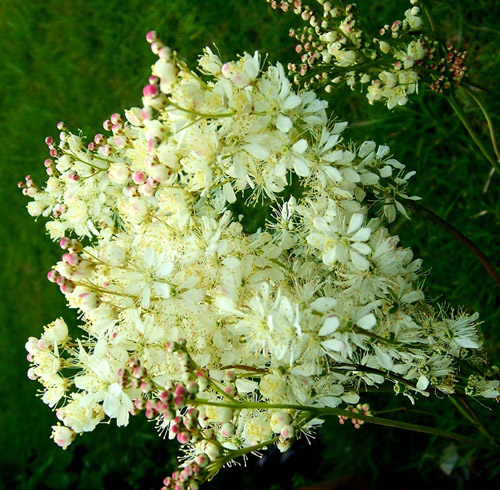 Tavolga: medicinal properties, application photo