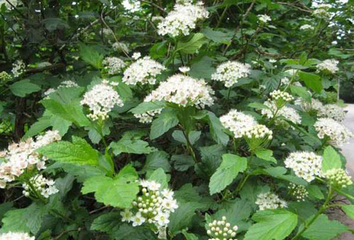 Tavolga: medicinal properties, application photo