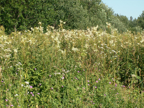 Tavolga: medicinal properties, application photo