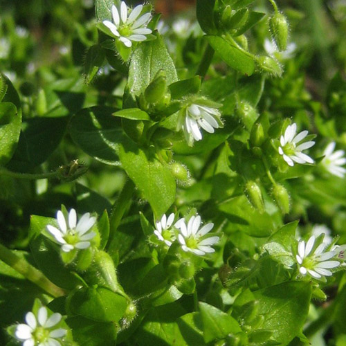 Grass mackerel, its medicinal properties and contraindications