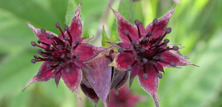 Grass sabelnik: indications for use and medicinal properties