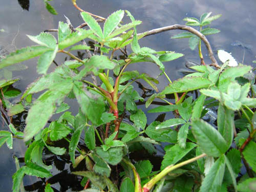 Grass sabelnik: indications for use and medicinal properties