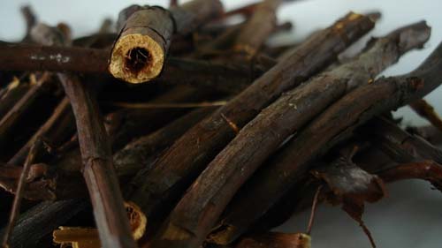 Grass sabelnik: indications for use and medicinal properties