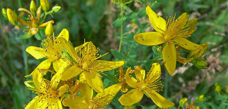 Grass of St. John's wort: medicinal properties and contraindications