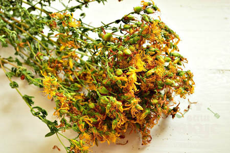 Grass of St. John's wort: medicinal properties and contraindications