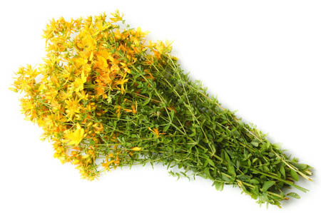 Grass of St. John's wort: medicinal properties and contraindications