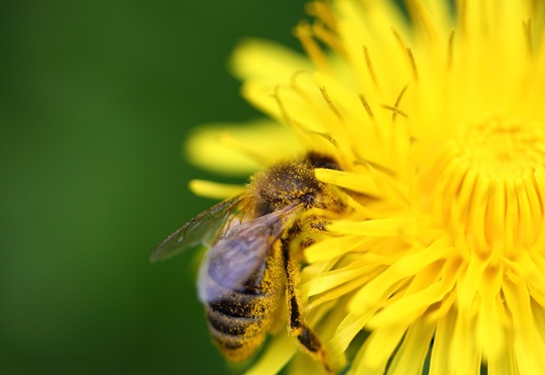 Insect bites